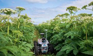 В Петербурге научились использовать искусственный интеллект для борьбы с борщевиком