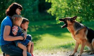 «Она не укусит»: в Екатеринбурге овчарка на выгуле искусала женщину с двумя детьми