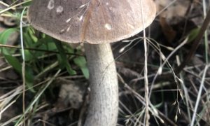 Юрист рассказала за какие грибы придется заплатить штраф 1 млн рублей, а за какие сесть на 4 года