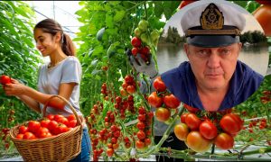 Поставить на место зарвавшегося помидорного царька Алиева предложил главный редактор «Блокнота» Пахолков: России необходимо восстановить массовое производство томатов