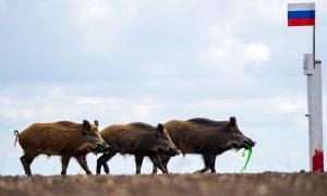 Чумные звери ринутся на Россию: нам грозит биологическая война, предупредил Дмитрий Медведев