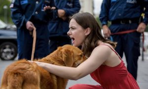 Ростовские зоозащитники требуют от Путина отменить новые законы о бродячих собаках