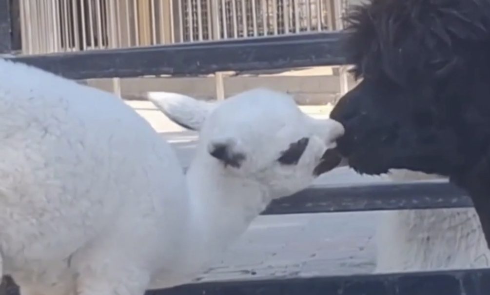 В Крыму родилась «гиперлюбвеобильная» альпака, обожающая «целоваться» 