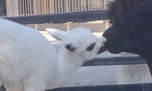 В Крыму родилась «гиперлюбвеобильная» альпака, обожающая «целоваться»