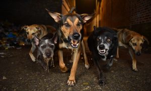 Бродячие собаки насмерть загрызли очередного ребенка под Красноярском, их спешно спрятали в приют: на диких стаях пилят миллиарды и пиарятся сектанты