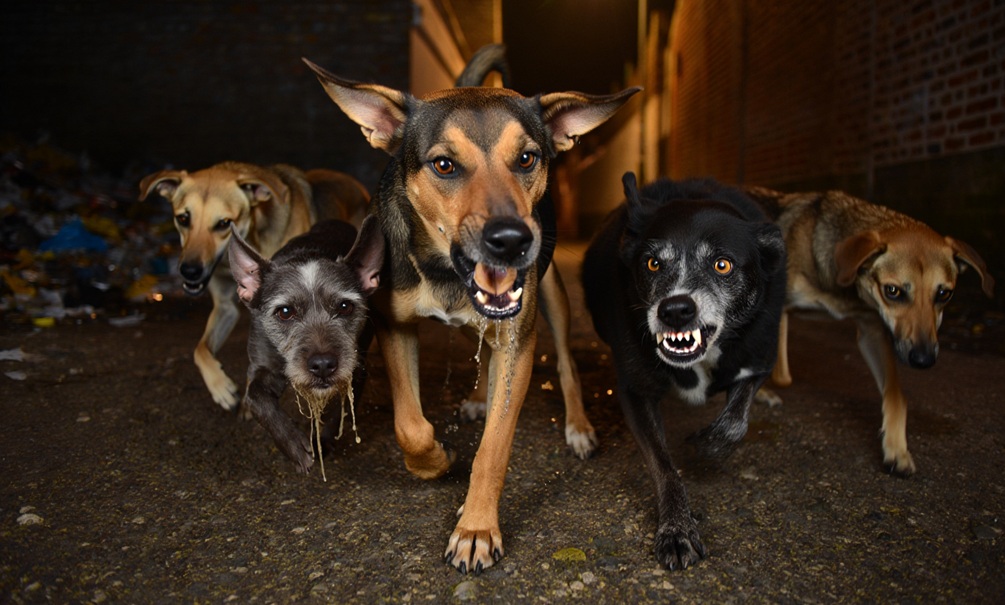 Бродячие собаки насмерть загрызли очередного ребенка под Красноярском, их спешно спрятали в приют: на диких стаях пилят миллиарды и пиарятся сектанты 