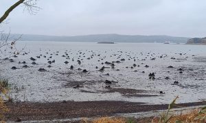 «Побегут до Харькова»: разрушением Белгородской дамбы Сырский может утопить четыре тысячи солдат ВСУ