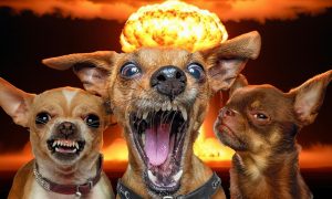 Прибалты выпрашивают «ядерку»: Эстония предложила отработать у границ РФ применение ядерного оружия НАТО