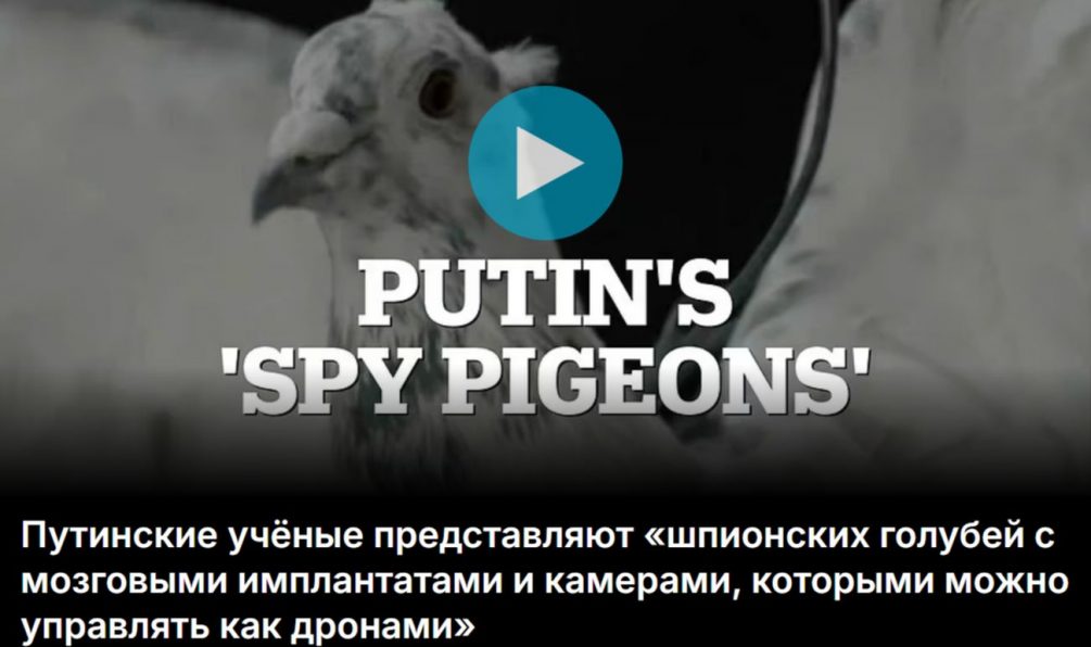 «Может стать страшным оружием»: на Западе испугались «путинских голубей-шпионов»
