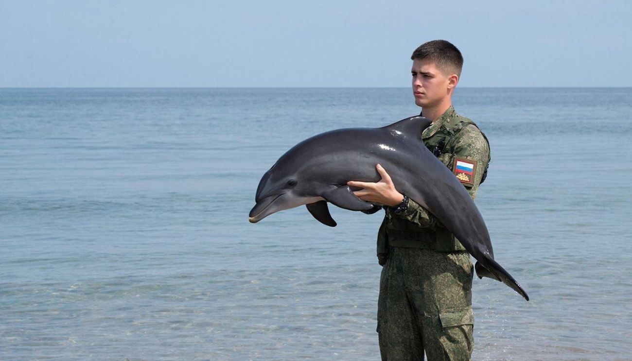 «Может стать страшным оружием»: на Западе испугались «путинских голубей-шпионов»