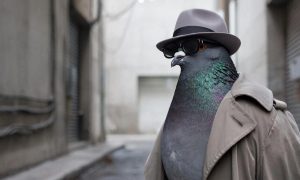 «Может стать страшным оружием»: на Западе испугались «путинских голубей-шпионов»