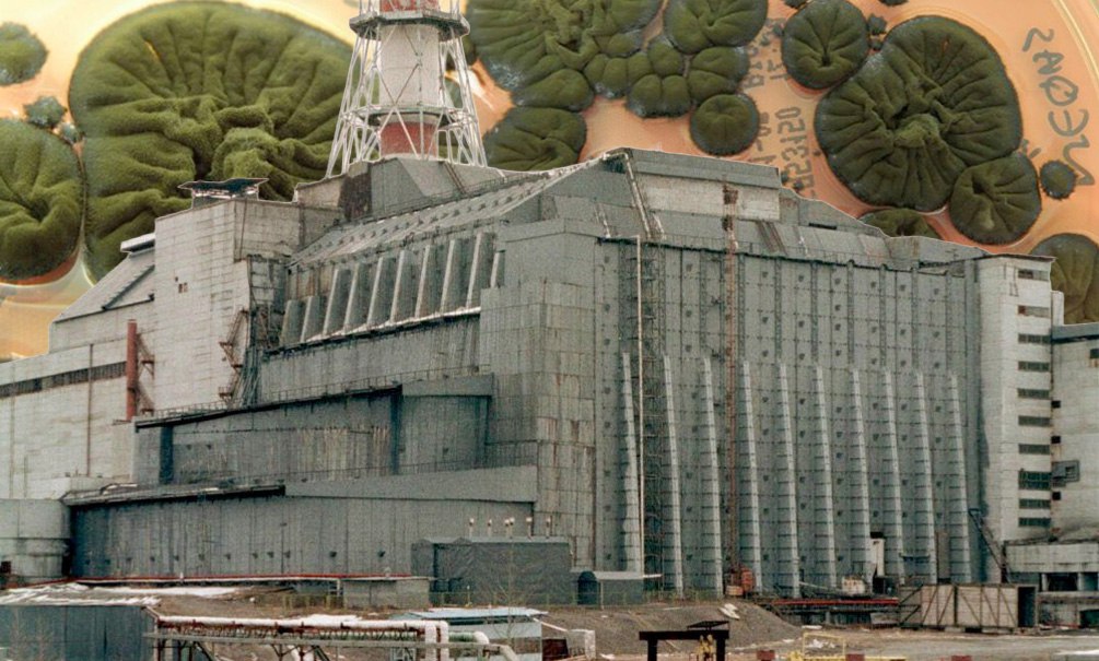 Нечто из Чернобыля может толкать мир к ядерной войне: новая форма жизни питается радиацией и размножается спорами