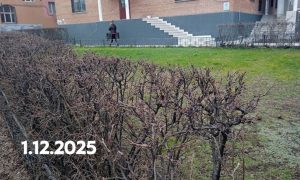 Пришла русская зима, зазеленели газоны: климат сходит с ума, мнения в народе разделились