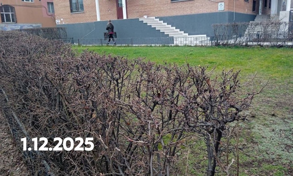 Пришла русская зима, зазеленели газоны: климат сходит с ума, мнения в народе разделились