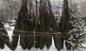 Почем зеленая красавица? От региона зависит: цены к Новому году разнятся