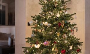 «Елочные клещи» напугали россиян: якобы проснулись на елках из-за теплой зимы