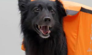 Собачья работа: в Екатеринбурге бездомные псы будут раздавать бесплатный Wi-Fi