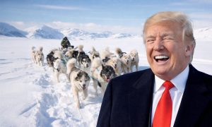 Трамп высмеял «боевые» собачьи упряжки Гренландии: Дания отдала все оружие Украине - защищать остров нечем