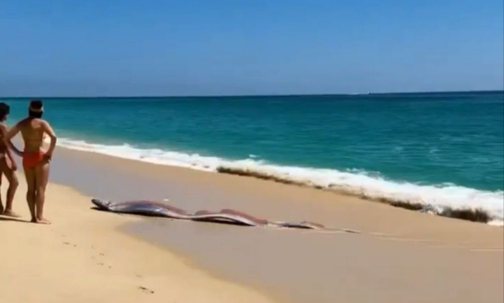 Предвестник катастроф: «рыбу Судного дня» длиной 4 метра нашли на берегу Вьетнама 