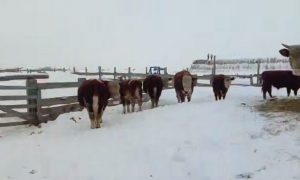 В Сибири «раскулачивают» фермеров: местные хозяйства винят в своем разорении крупный агрохолдинг – власти заявляют об эпидемии