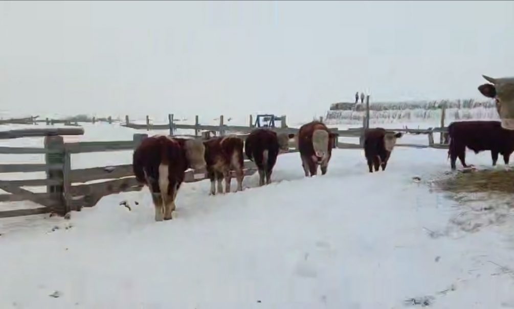 В Сибири «раскулачивают» фермеров: местные хозяйства винят в своем разорении крупный агрохолдинг – власти заявляют об эпидемии 