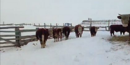 «Пришли нас грабить»: в Сибири и Поволжье массово забивают скот из-за эпидемии, но фермеры считают, что животные здоровы