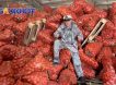 Аграрная катастрофа на Дону: лук гниёт на складах, пока Россия закупает его у Казахстана