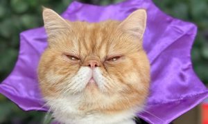 «Нет»: кот-провидец дал предсказание о Зеленском и назвал дату конца света