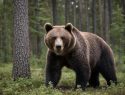 Новые нападения медведей: хищники загрызли двух мужчин в Томской области и одного — на Камчатке