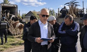 Снова забивают скот: в Иркутской области вспышка узелкового дерматита