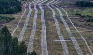 ФОТО: Украина лихорадочно укрепляет Чернобыльскую зону противопехотными заграждениями – то ли против русских, то ли против украинцев
